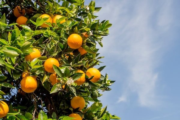 Quels sont les fruits de saison à consommer au printemps ?